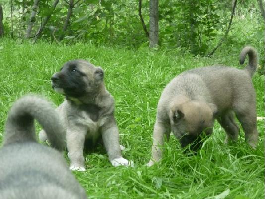 KANGAL